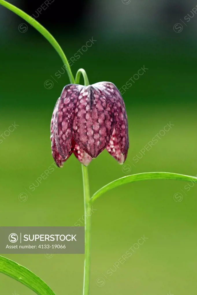 Snake`s Head,Toad Lily Plant,Fritillaria meleagris,Germany,blooming flower