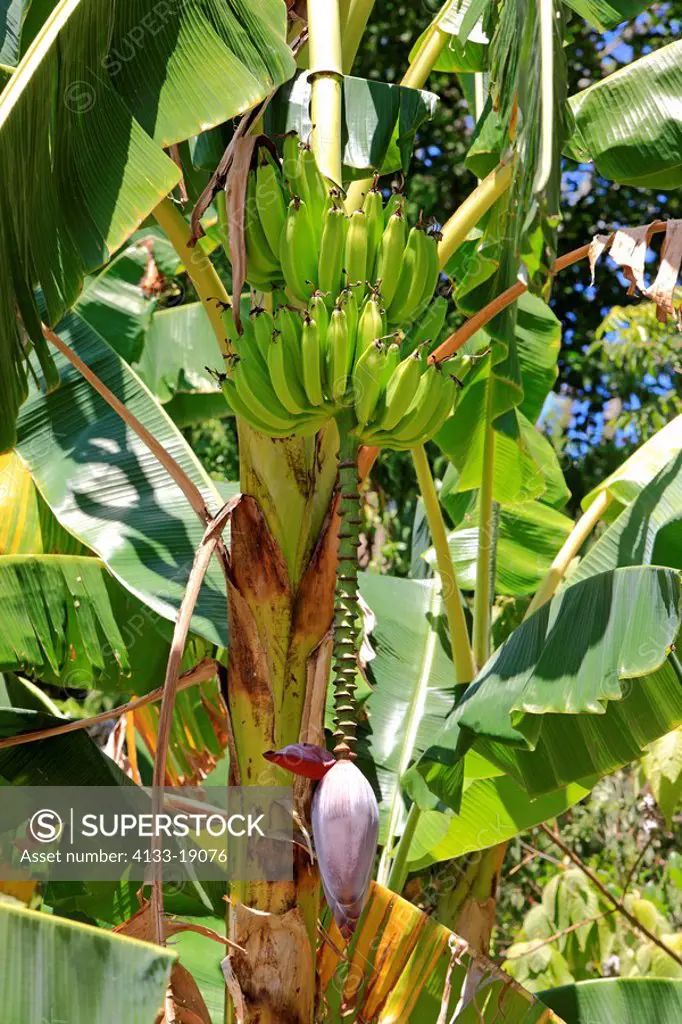 Banana Plant,Musa x paradisiaca,Roatan,Honduras,Caribbean,Central America,Latin America,blooming with young fruits