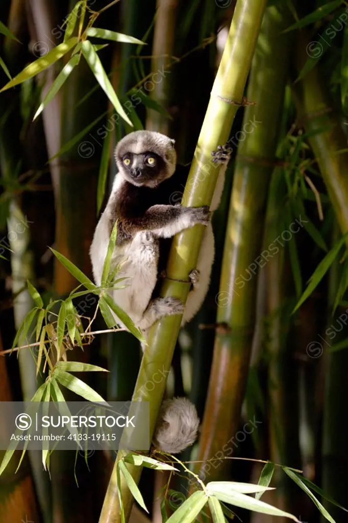 Verreaux`s Sifaka, Propithecus verreauxi coronatus, Madagascar, subadult on bamboo