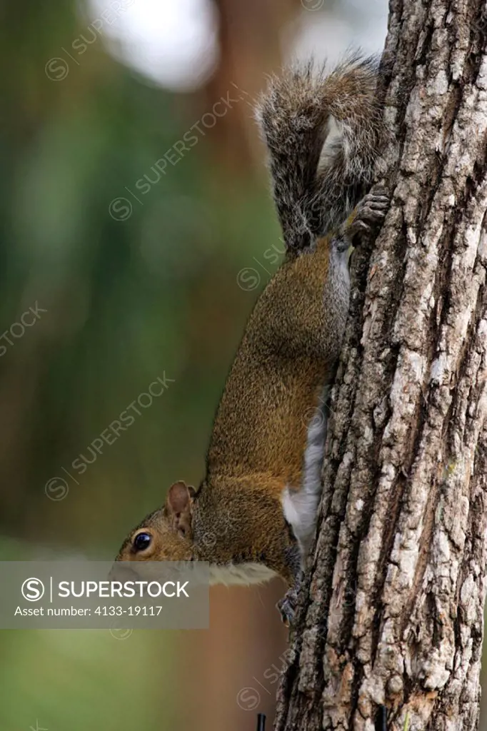 Eastern Gray Squirrel, Sciurus carolinensis, Florida, USA, adult on tree