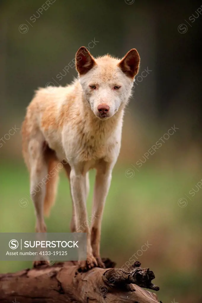 Dingo,Canis familiaris dingo,Australia,adult alert