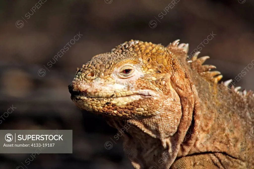 Land Iguana,Conolophus subcristatus,Galapagos Islands,Ecuador,adult,portrait,close up