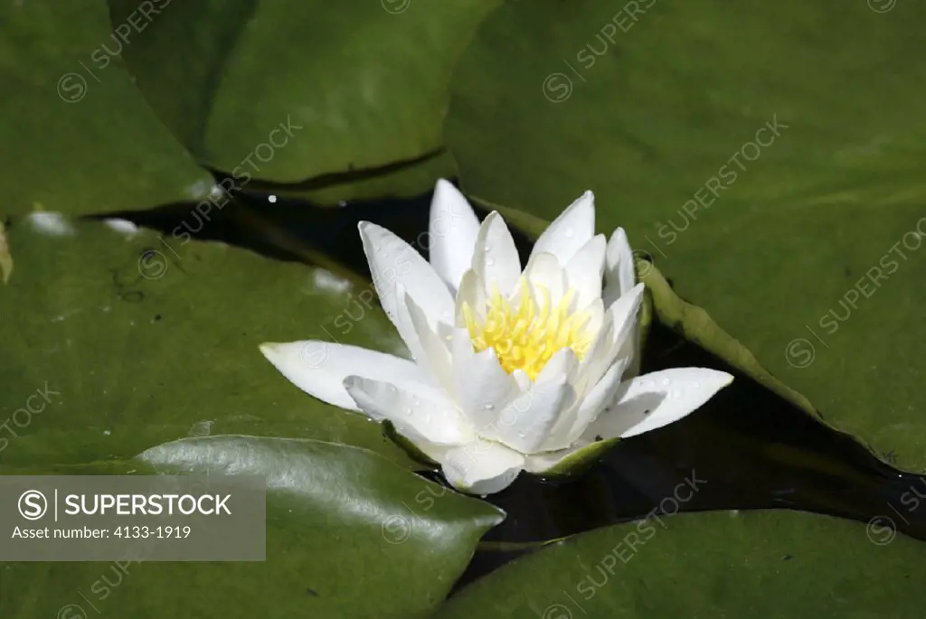 Water lily , Nymphaea alba , Germany , Europe , bloom
