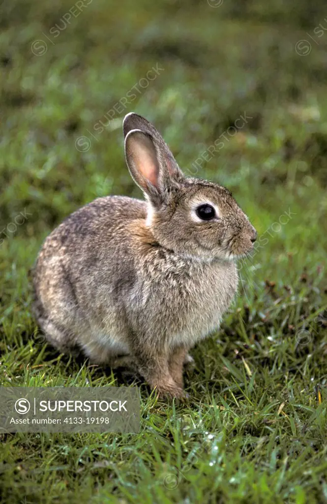 Rabbit,Oryctolagus cuniculus,Germany,Europe,adult