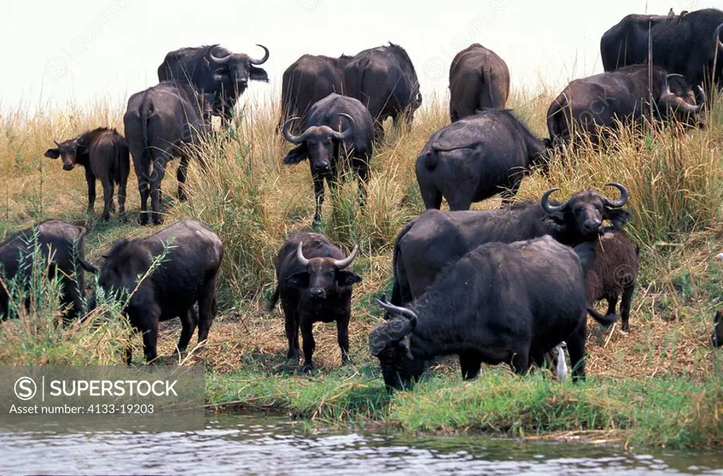 African Buffalo,Syncerus caffer,Chobe Nationalpark,Botswana,Africa,group at river