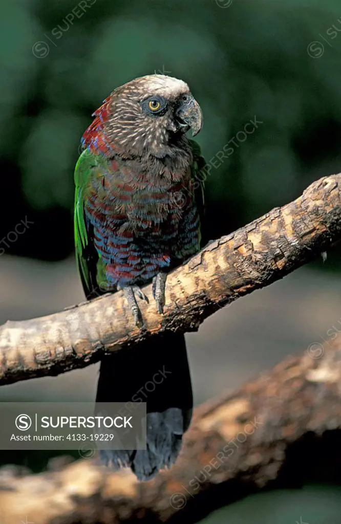 Red Fan Parrot Deroptyus accipitrinus Brazil South America