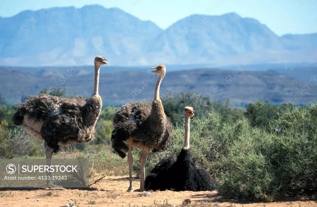 South African Ostrich,Struthio camelus australis,Oudtshoorn,Karoo,South Africa,Africa,adult females and male breeding