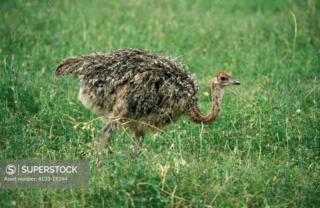 South African Ostrich,Struthio camelus australis,Oudtshoorn,Karoo,South Africa,Africa,young bird