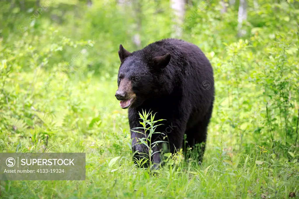 Black Bear,Ursus americanus,Minnesota,USA,adult