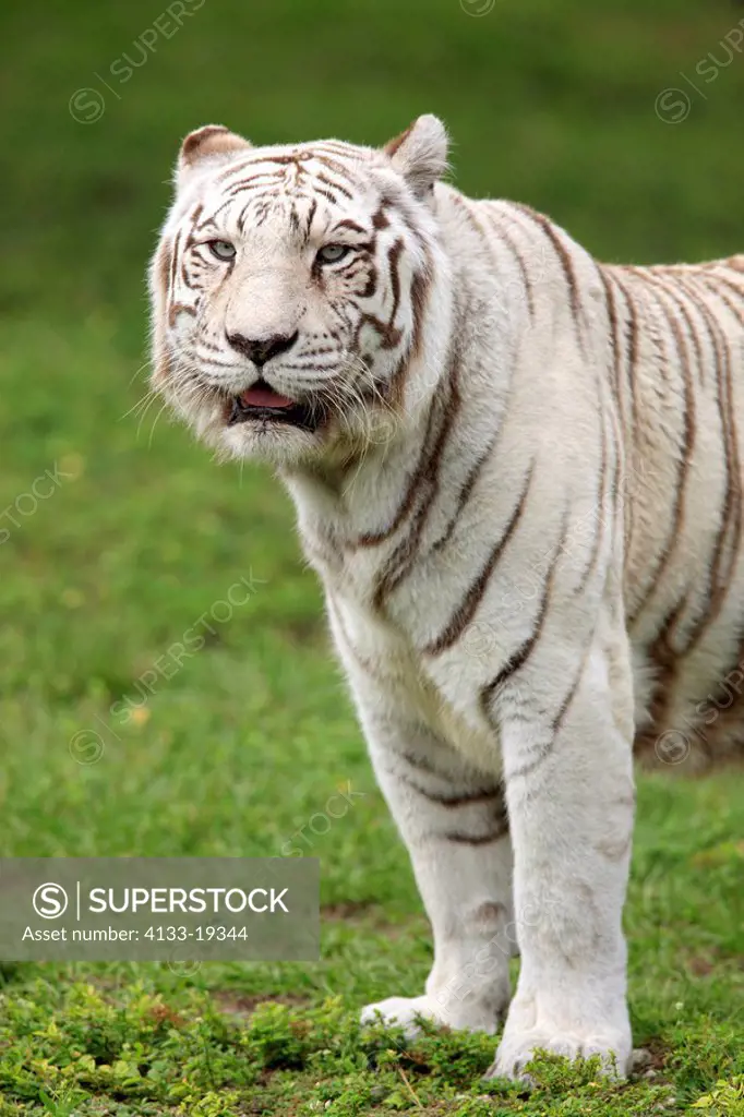 Indian Tiger,Panthera tigris tigris,India,Asia,adult