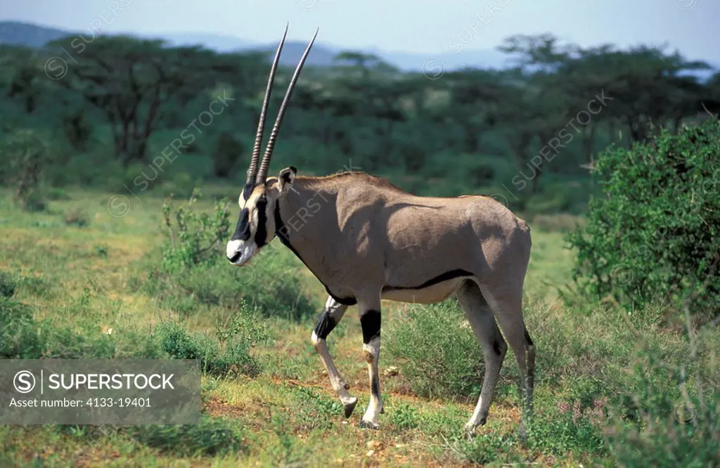 Beisa Oryx,Oryx beisa,Samburu Game Reserve,Kenya,Africa,adult
