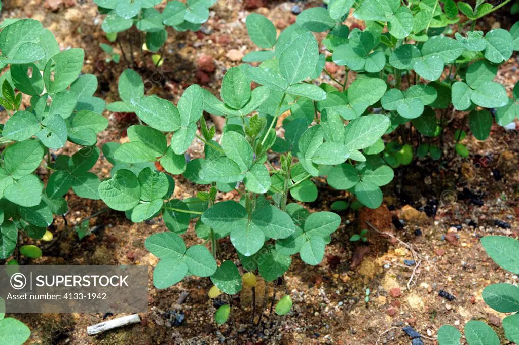 Soya Bean,Soybean,Glycine max,Singapore,plant