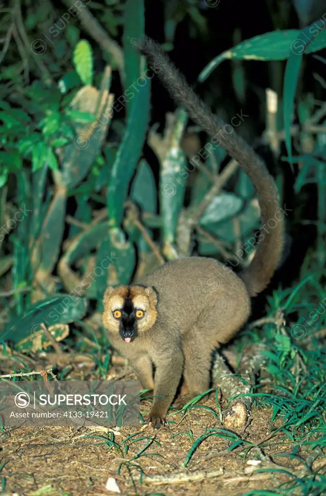 Red Fronted Lemur,Lemur fulvus rufus,Berenty Game Reserve,Madagascar,Africa,adult on ground