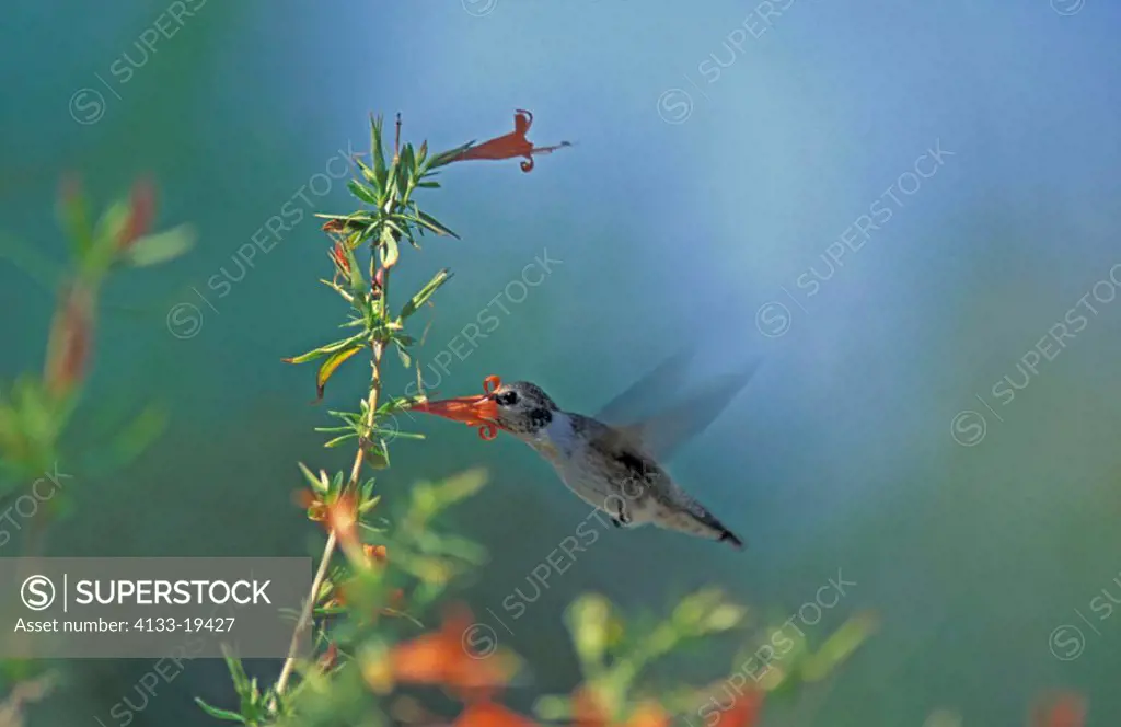 Anna`s Hummingbird, Calypte anna, Sonora Desert, Arizona, USA, flying adult female feeding on bloom