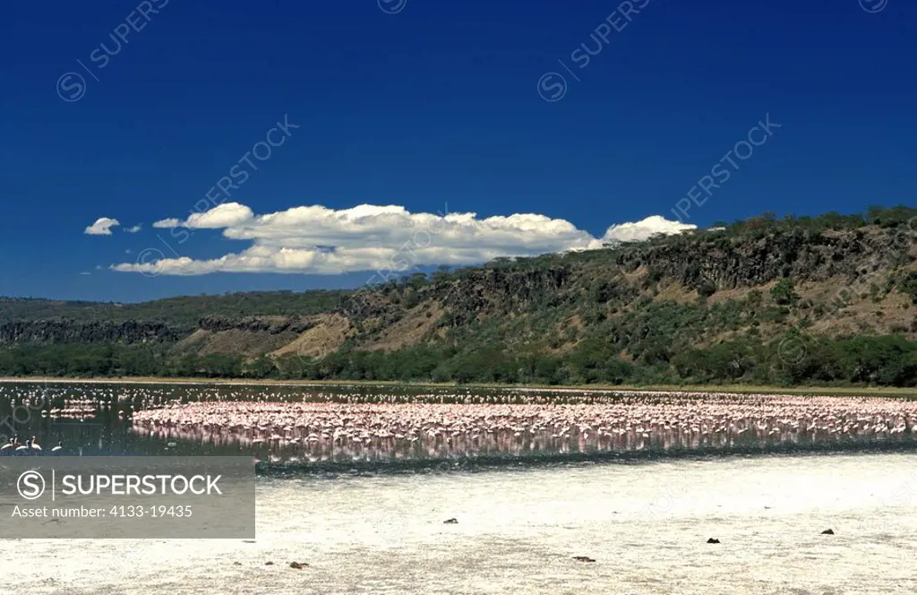 Lesser Flamingo,Phoenicopterus minor,Nakuru Nationalpark,Kenya,Africa,group in landscape