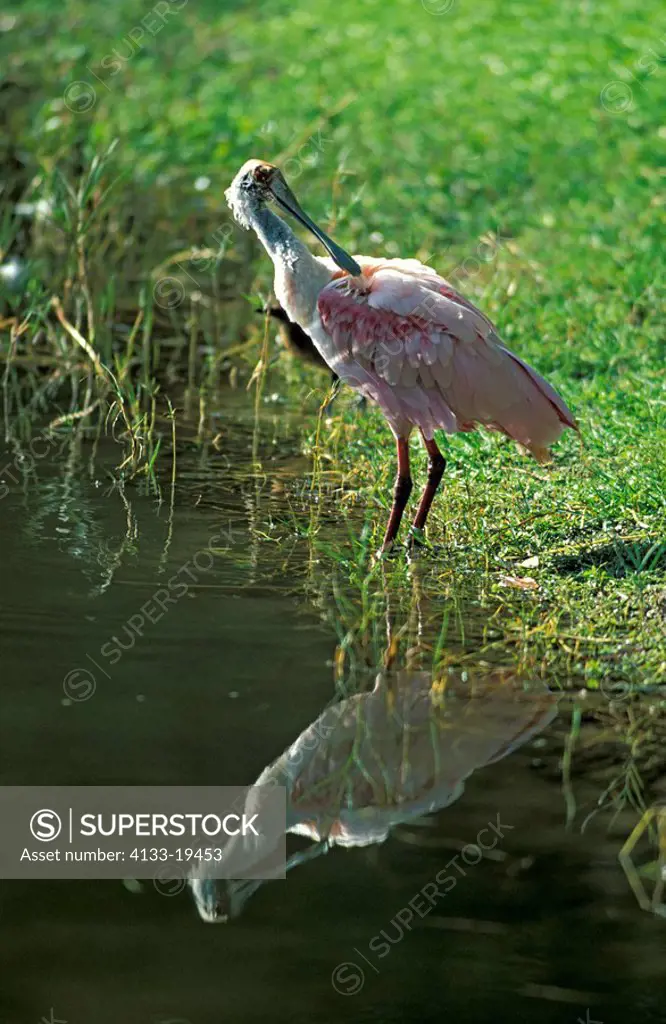 Roseate Spoonbill,Ajaia ajaja,Sanibel Isalnd,Florida,USA,adult feathercleaning in water with refection