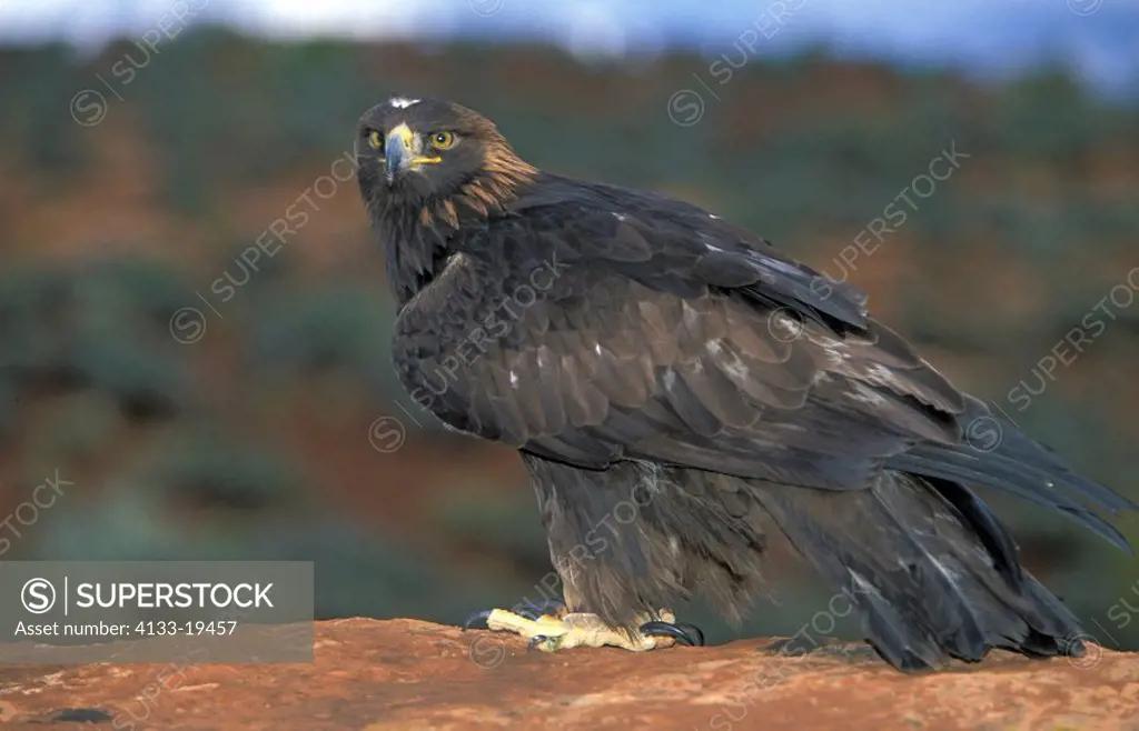 Golden Eagle,Aquila chrysaetos,Bryce Canyon Nationalpark,Utah,USA,adult