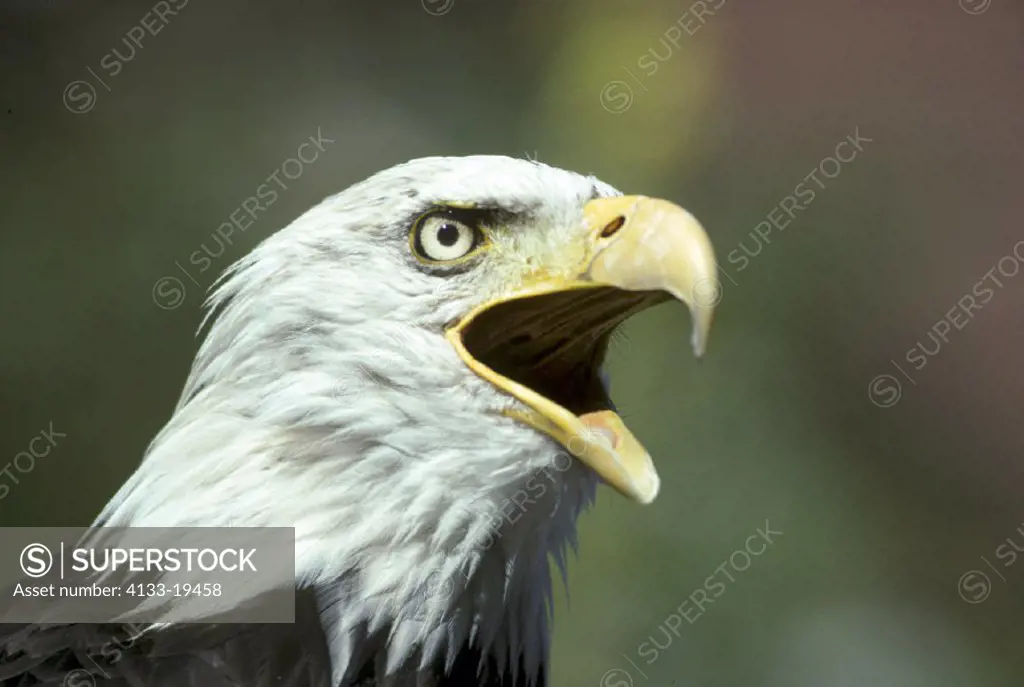 Bald Eagle , Haliaeetus leucocephalus , North America , USA , America , adult calling portrait