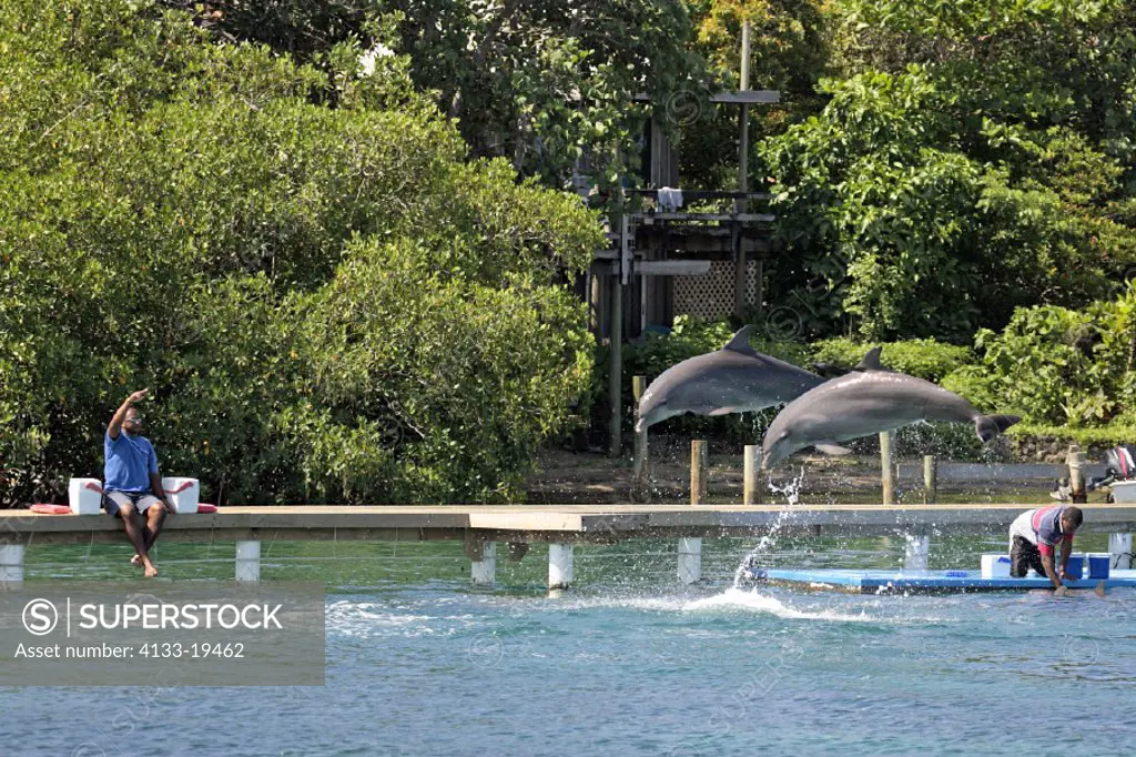 Trainer with dolphins , Roatan , Honduras , Central America