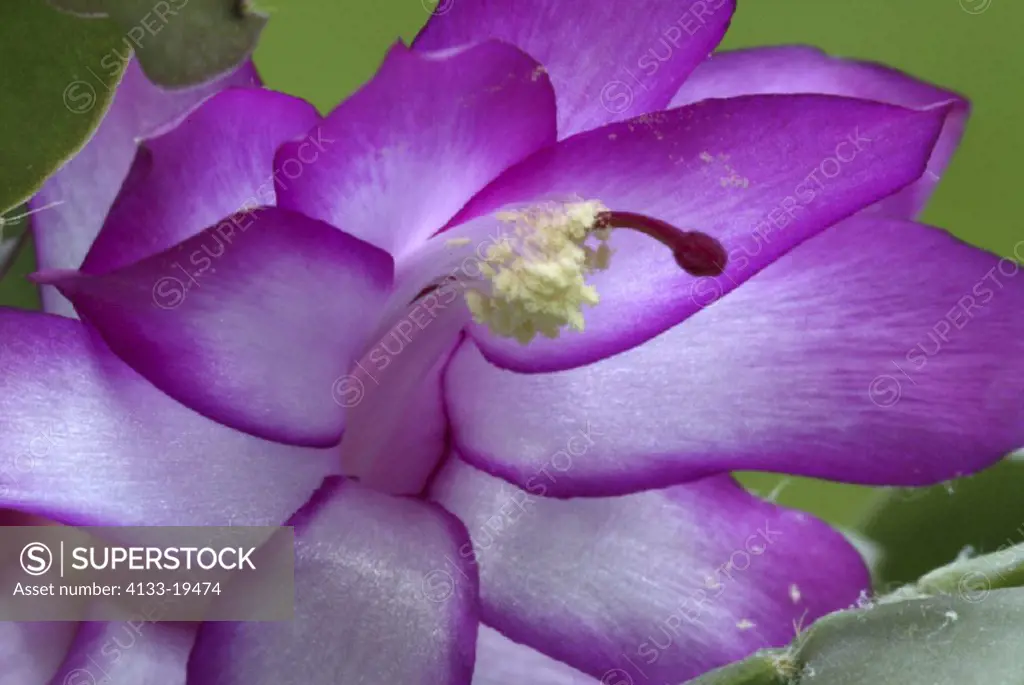 Christmas Cactus , Thanksgiving cactus , Zygocactus truncatus , Schlumbergera truncatus , Germany , Europe , bloom