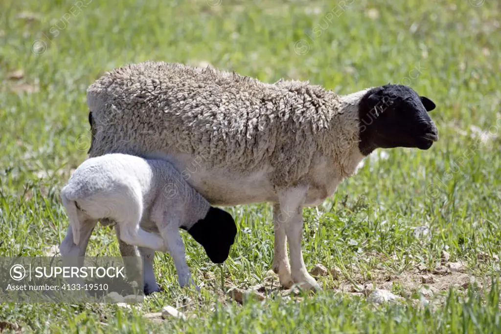 Sheep Domestic Animal Karoo South Africa Africa