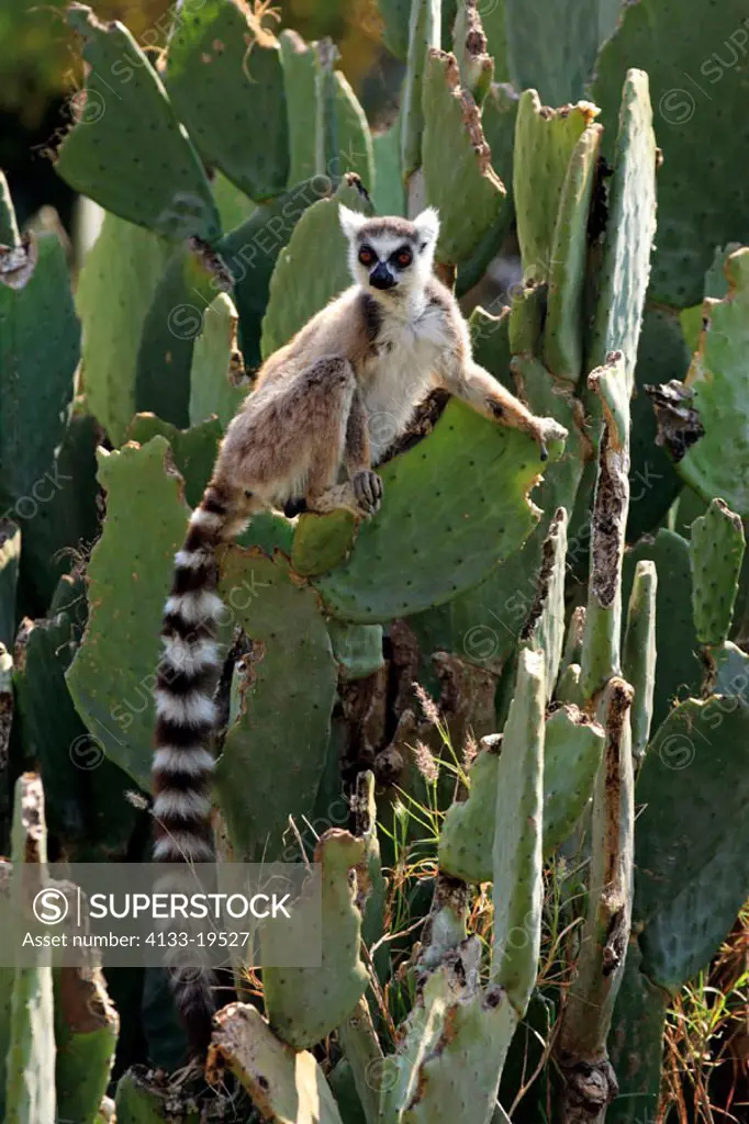 Ring Tailed Lemur, Lemur catta, Berenty Game Reserve, Madagascar, adult on cactus