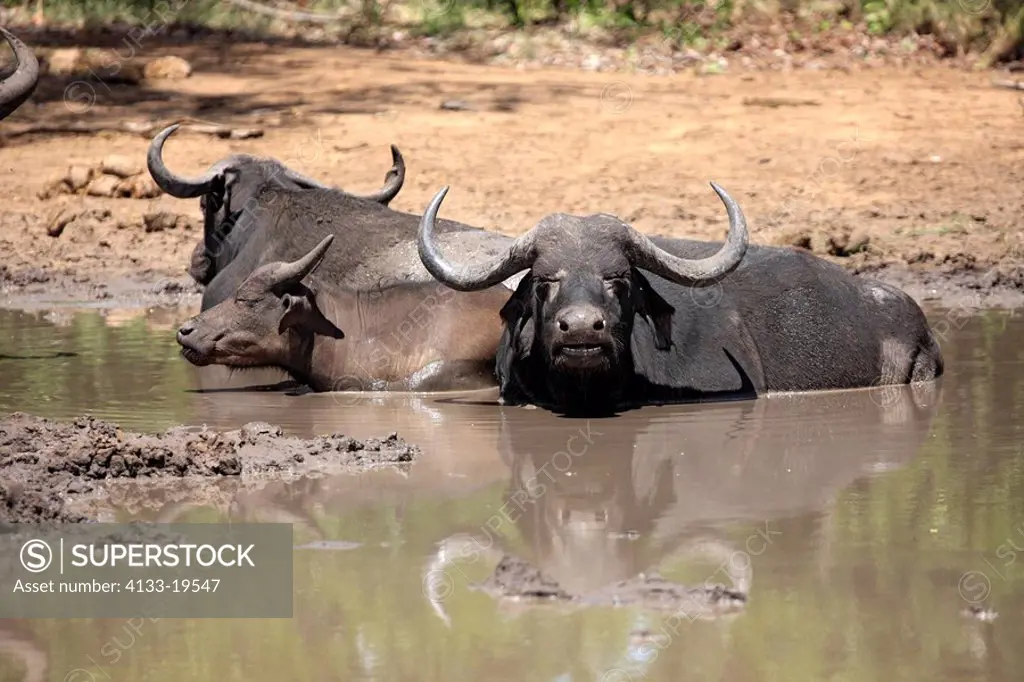 African Buffalo,Syncerus caffer,Kruger Nationalpark,South Africa,Africa,group of adults resting at waterhole