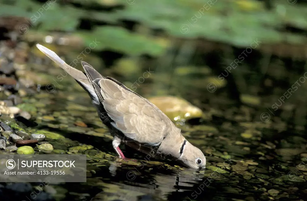 Collared Dove , Streptopelia decaocto , Germany , adult drinking at pond