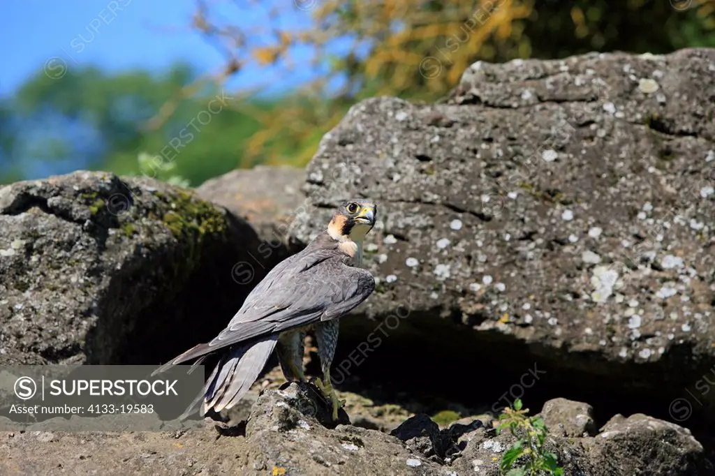 Peregrine falcon,Falco peregrinus,Germany,Europe,adult male on rock