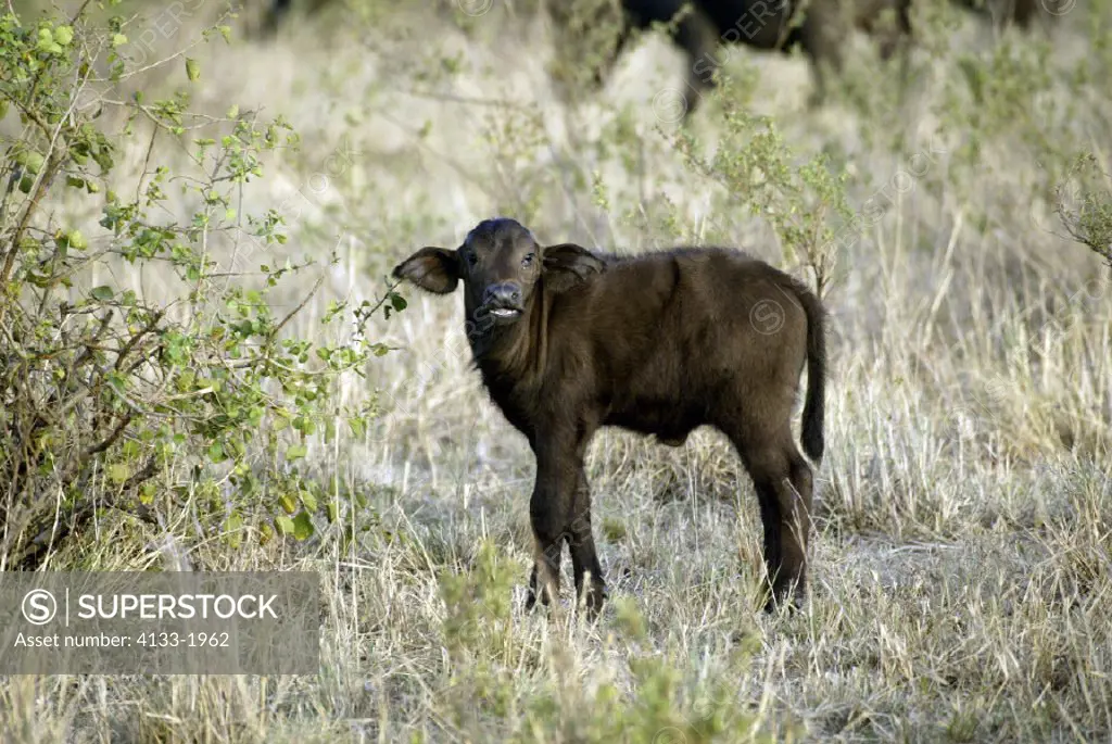 African Buffalo, Syncerus caffer, Masai Mara, Kenya, young
