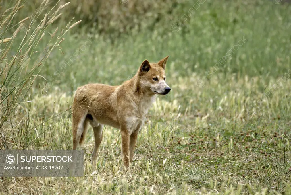 Dingo Canis familiaris dingo Australia