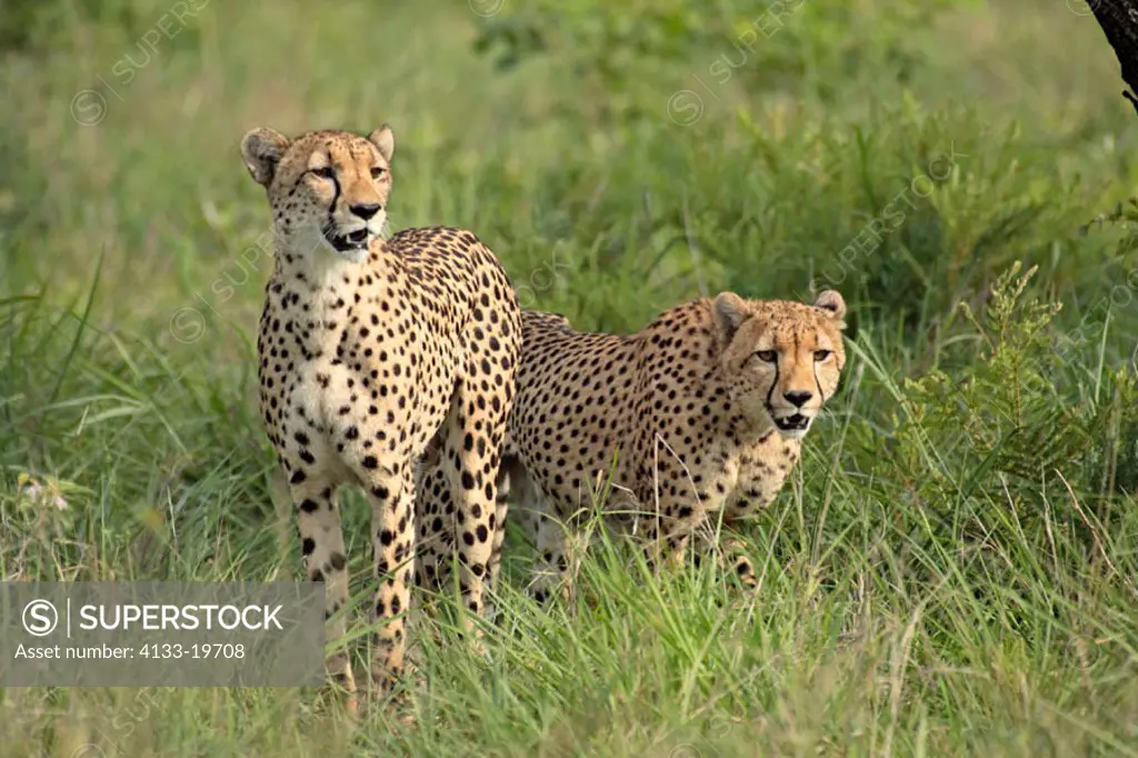 Cheetah, Acinonyx jubatus, Sabie Sand Game Reserve, South Africa , Africa, adults