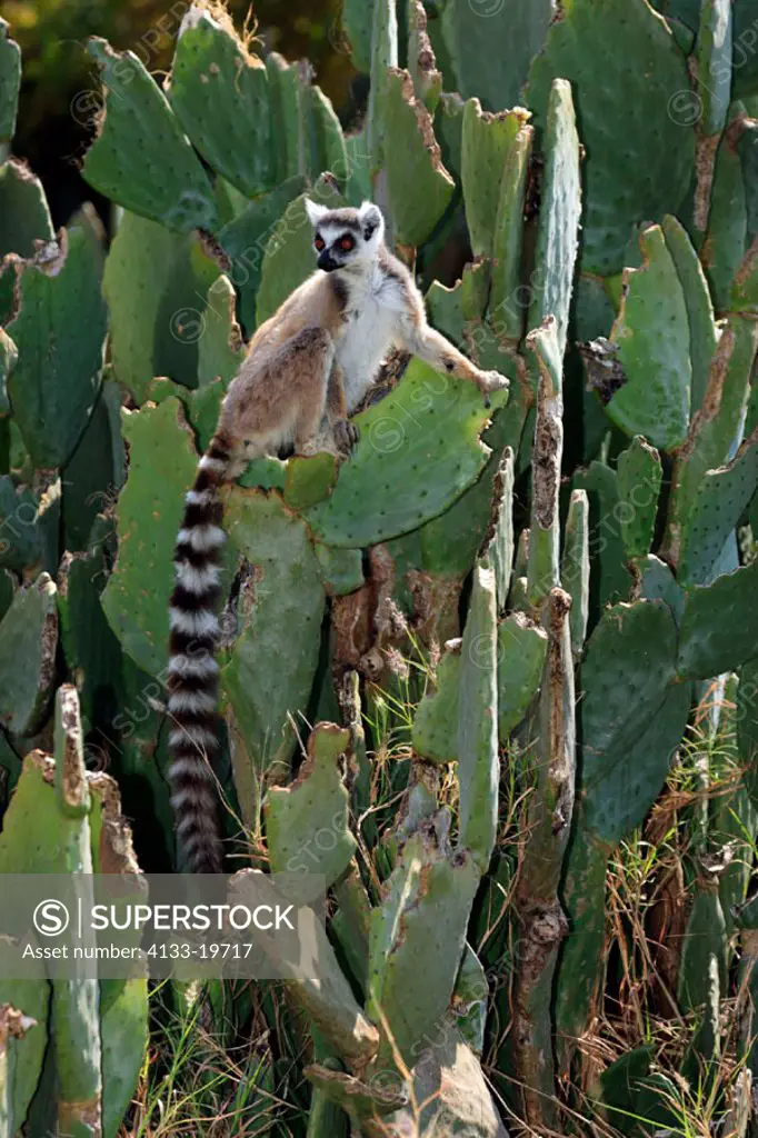 Ring Tailed Lemur, Lemur catta, Berenty Game Reserve, Madagascar, adult on cactus