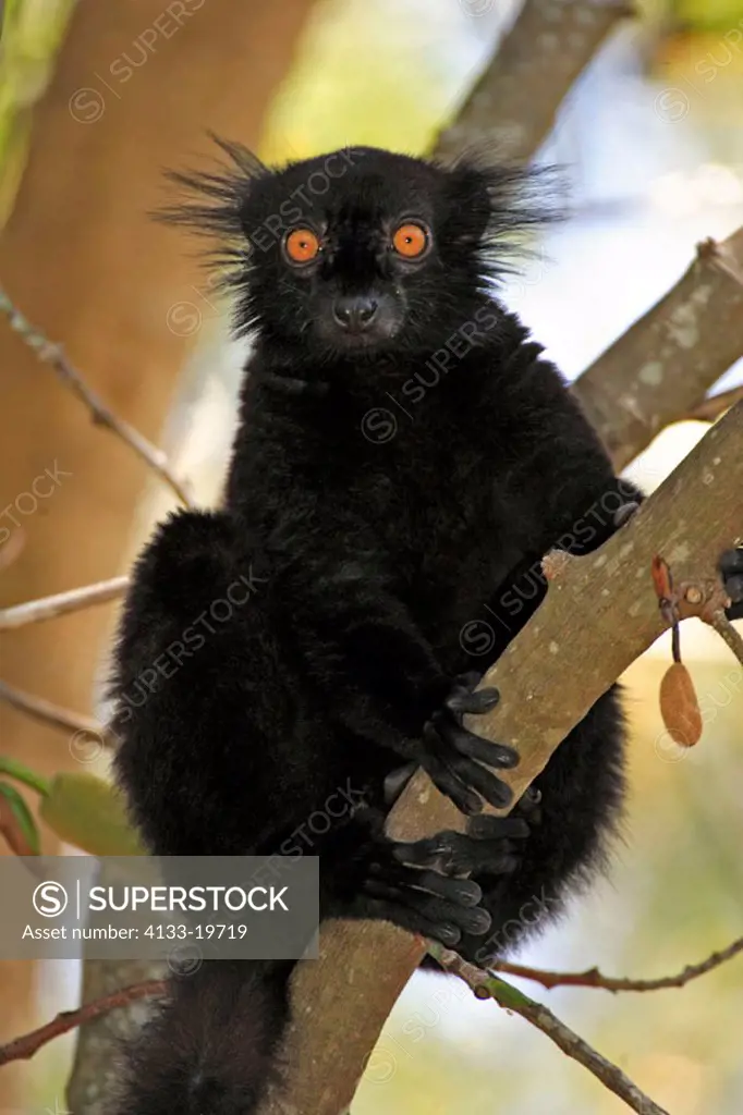 Black Lemur, Lemur macaco, Nosy Komba, Madagascar, adult male on tree