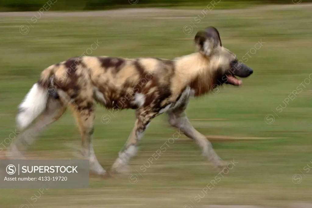 African Wild, Dog Lycaon pictus, Africa, adult running