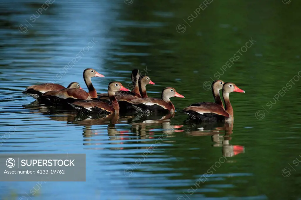 Black-Bellied Whistling Duck,Dendrocygna autumnalis,Pantanal,Brazil,adults,group,in water,swimming,South America