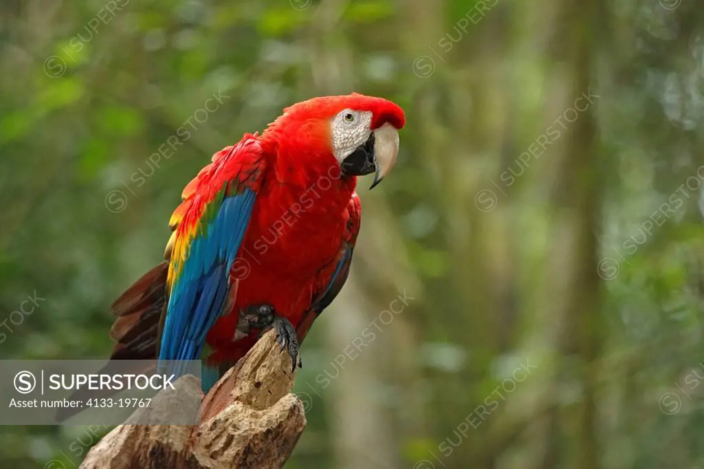 Scarlet Macaw,Ara macao,Pantanal,Brazil,adult,on tree,Portrait