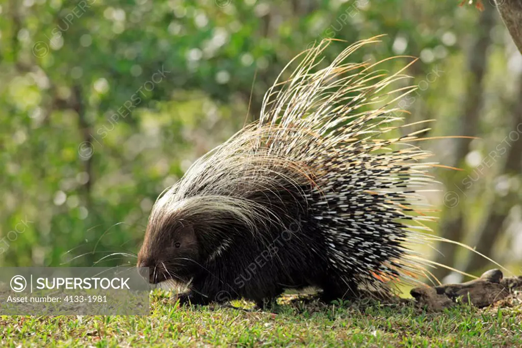 Cape Porcupine, Hystrix africaeaustralis, Southern Africa, adult