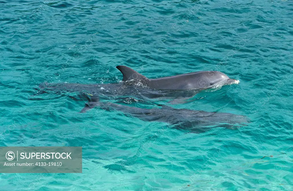 Bottle nosed Dolphin,Tursiops truncatus,Roatan,Honduras,Caribbean,adult female with young swimming in water