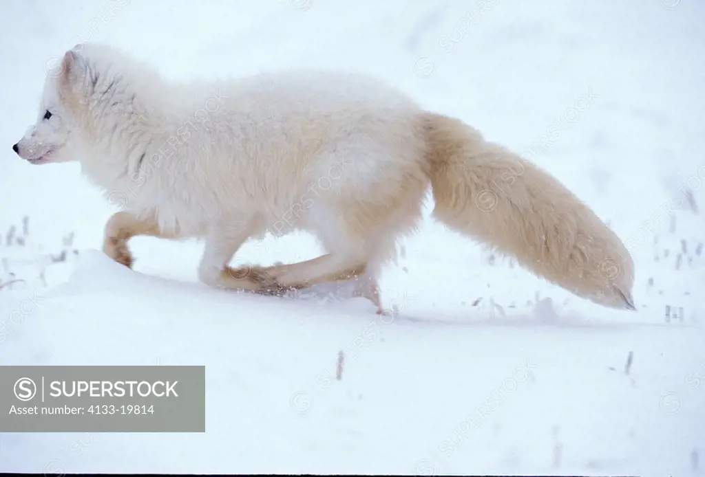 Arctic Fox,Alopex lagopus,Montana,USA,adult running in snow