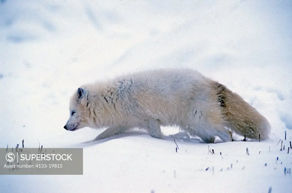 Arctic Fox,Alopex lagopus,Montana,USA,adult in snow looking for food