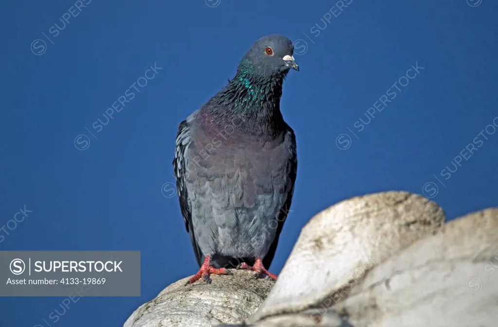 Feral Pigeon,Columba livia,Germany,Europe,adult on sculpture