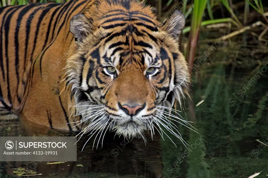 Sumatran Tiger, Panthera tigris sumatrae, tiger, tigers, animal, animals, mammal, mammals, predators, carnivores, Zoology, Nature, wild, wildlife, out...