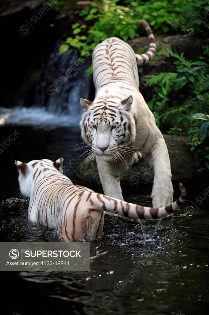 White Indian Tiger,Panthera tigris tigris,India,adults,pair,couple,at water