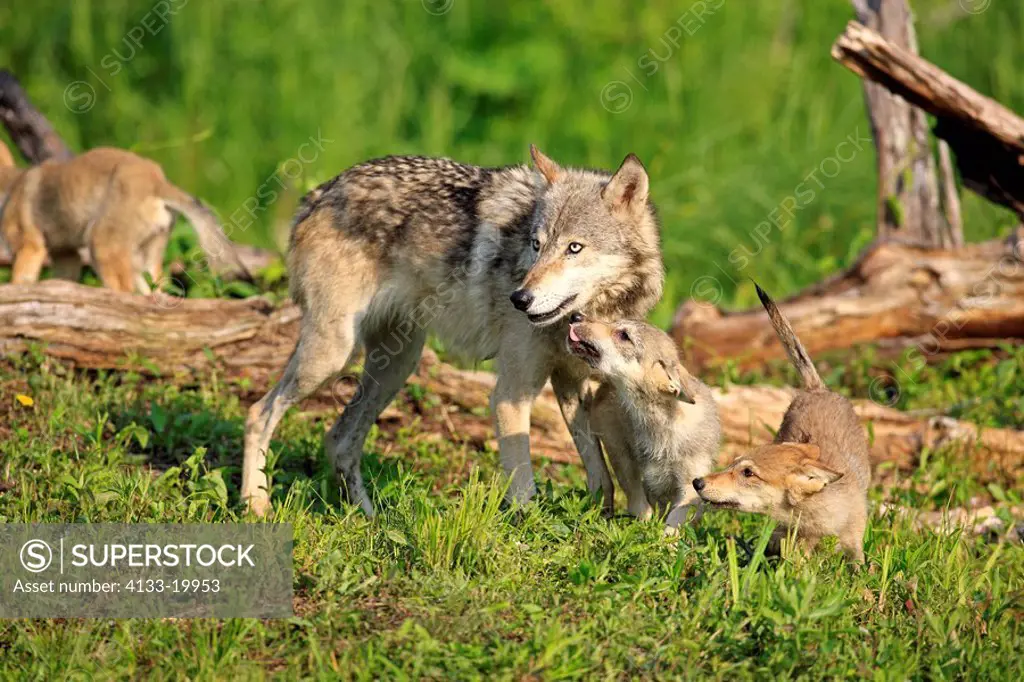 Gray Wolf,Grey Wolf,Canis lupus,Minnesota,USA,adult with youngs