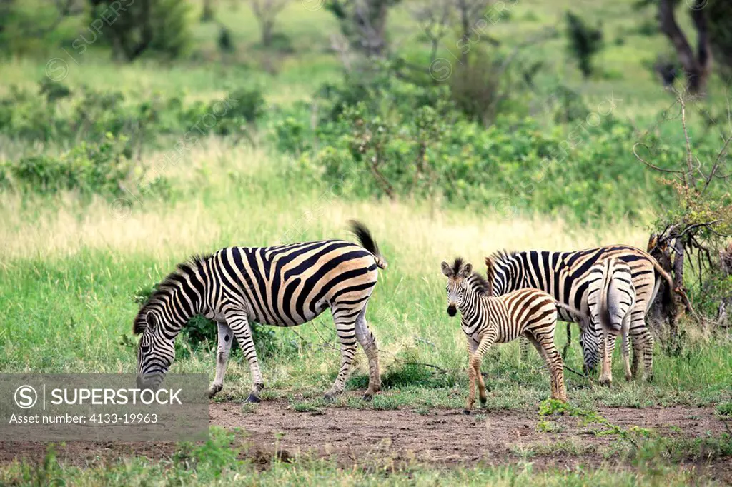 Plains Zebra,Burchell´s Zebra,Equus burchelli boehmi,Kruger Nationalpark,South Africa,Africa,mother with young