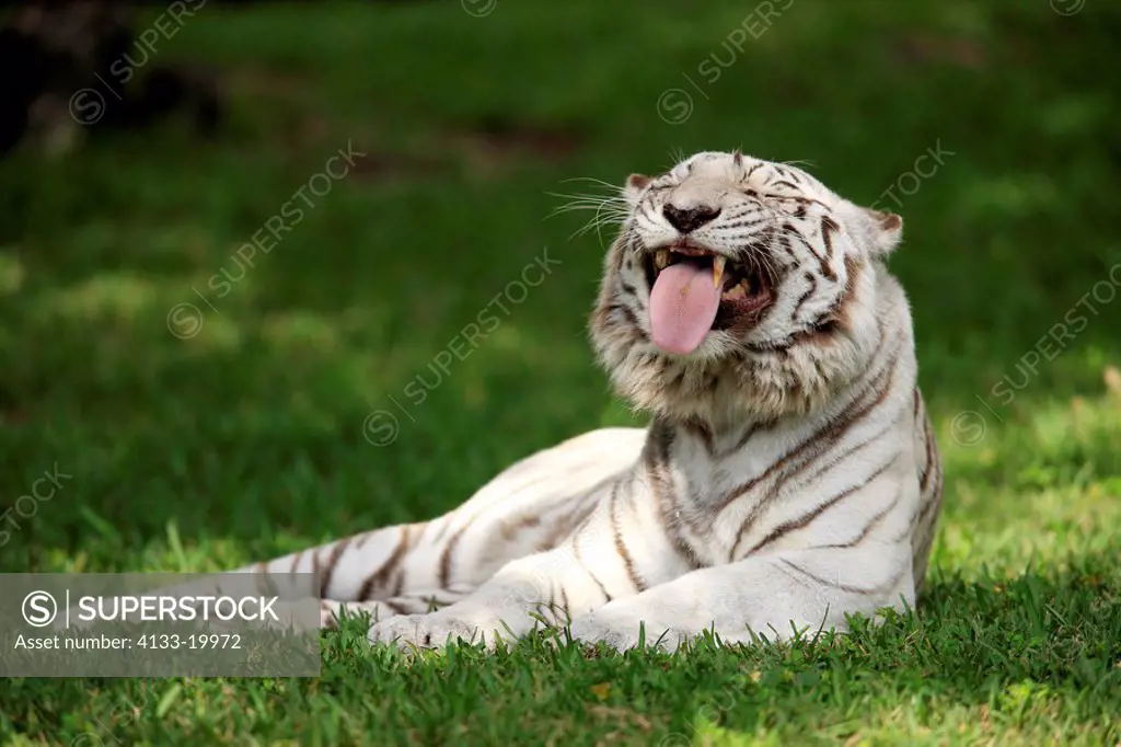 Indian Tiger,Panthera tigris tigris,India,Asia,adult resting