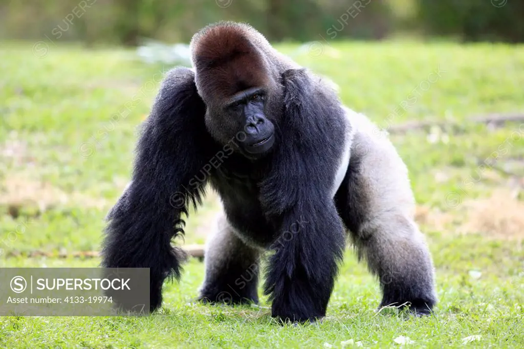 Lowland Gorilla,Gorilla gorilla,Africa,adult male