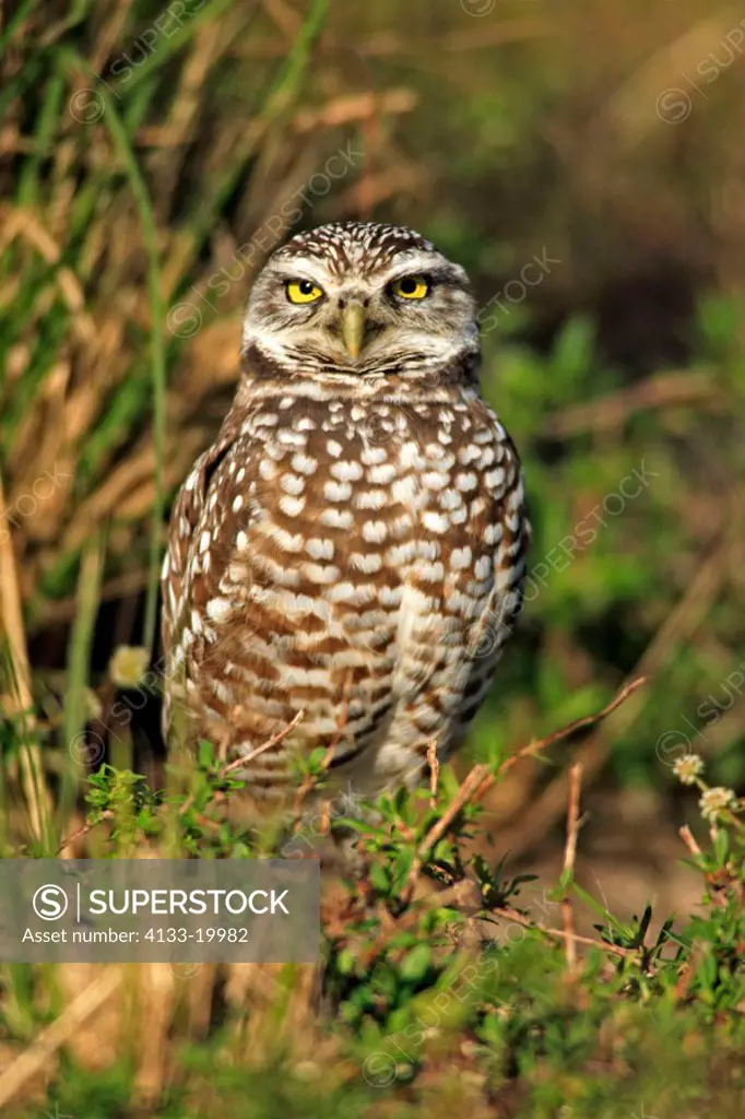 Burrowing Owl, Athene cunicularia, Cape Coral, Florida, USA, adult