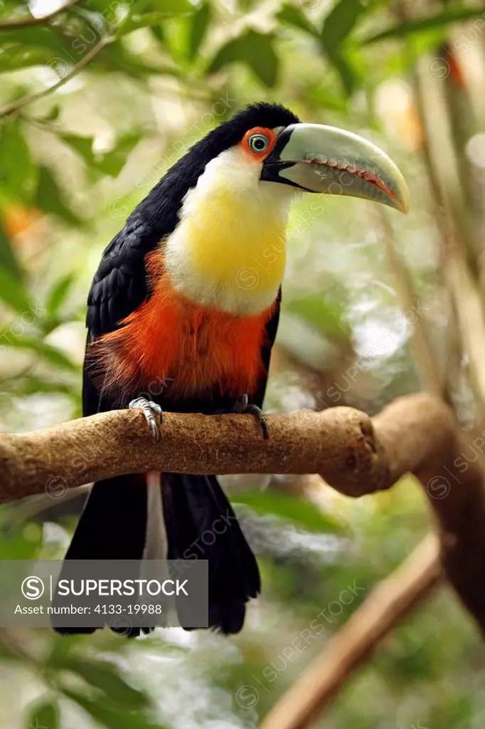 Red-Breasted Toucan,Ramphastos dicolorus,Pantanal,Brazil,adult,on tree,perch